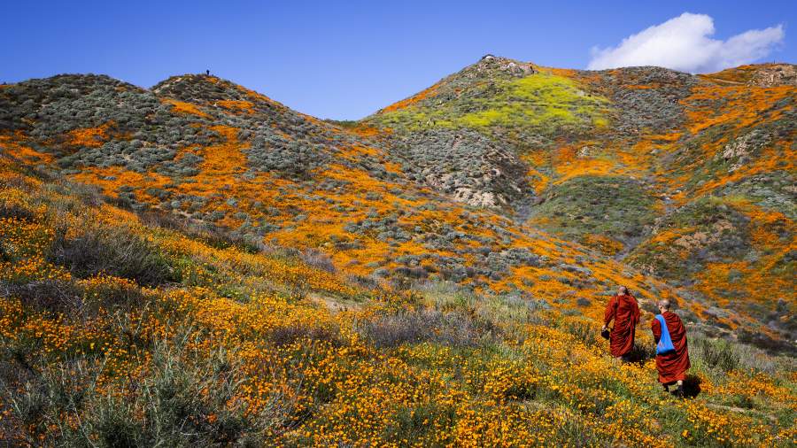 Наряд вне очереди: калифорнийская пустыня неожиданно зацвела