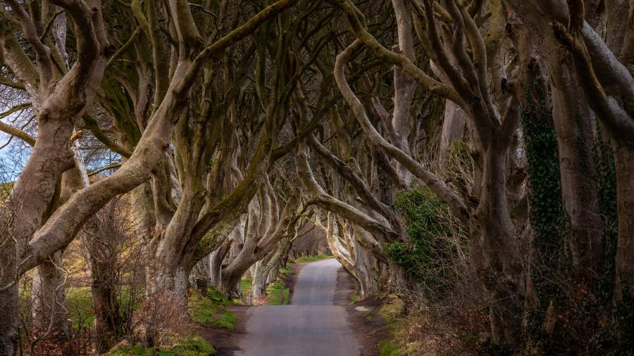 Здравствуй, дерево: самые живописные леса Земли