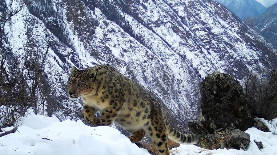 Экспедиция на барса: экологи получили редкие кадры алтайских хищников