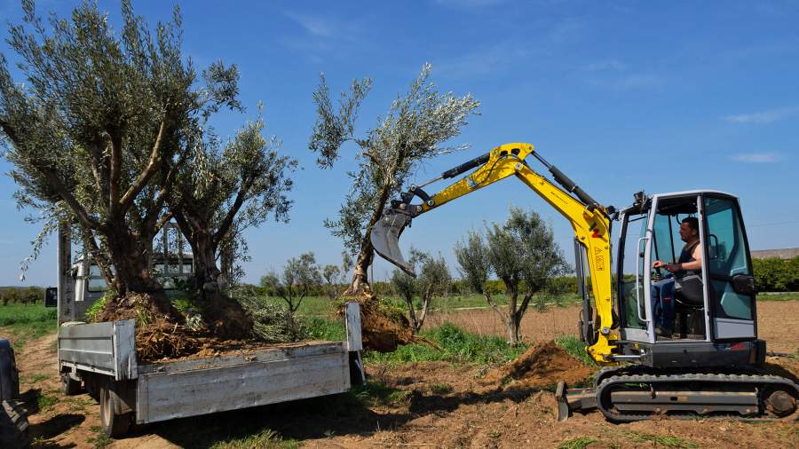 Сухая ветвь: в Италии гибнут старинные оливковые рощи