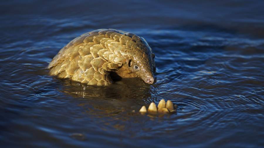 Шишкин груз: почему браконьеры истребляют редких панголинов