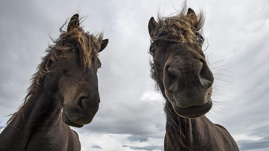 Одна такая: в Исландии со времен викингов оберегают местную породу лошадей