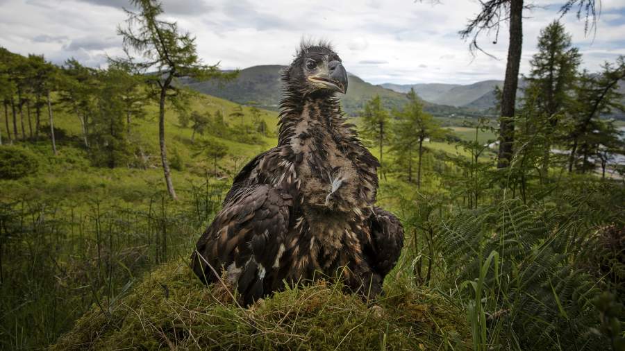 Безопасный хищник: как в Шотландии спасают гигантских птиц