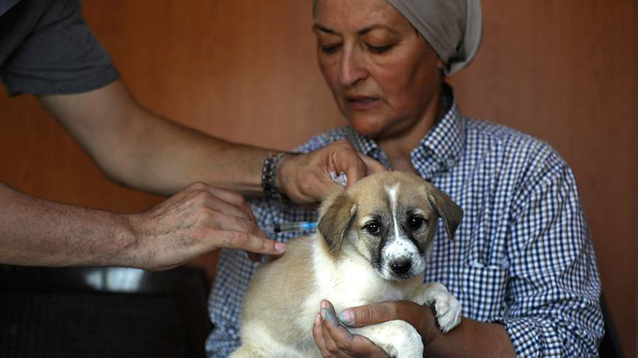 Преданный друг: как выживает первый собачий приют в Иордании