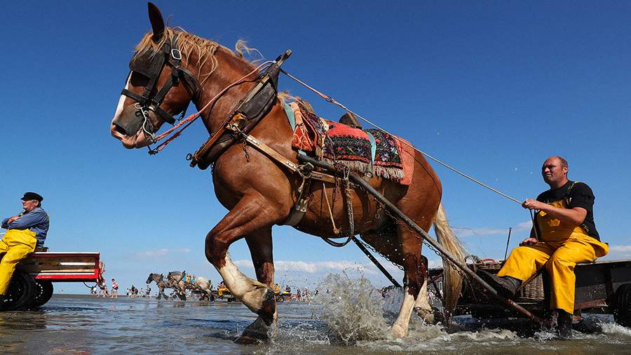 Лошадью ходи: как бельгийцы ловят креветок