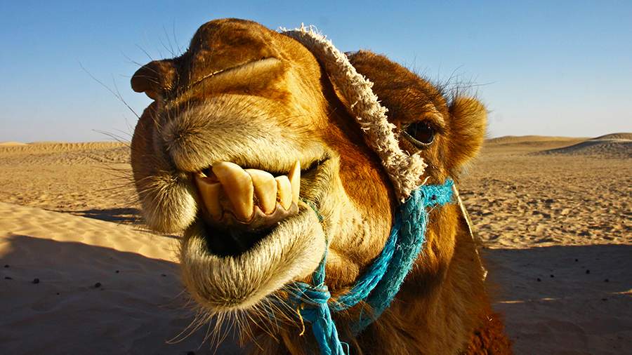 Крайний север Африки: такой разный Тунис