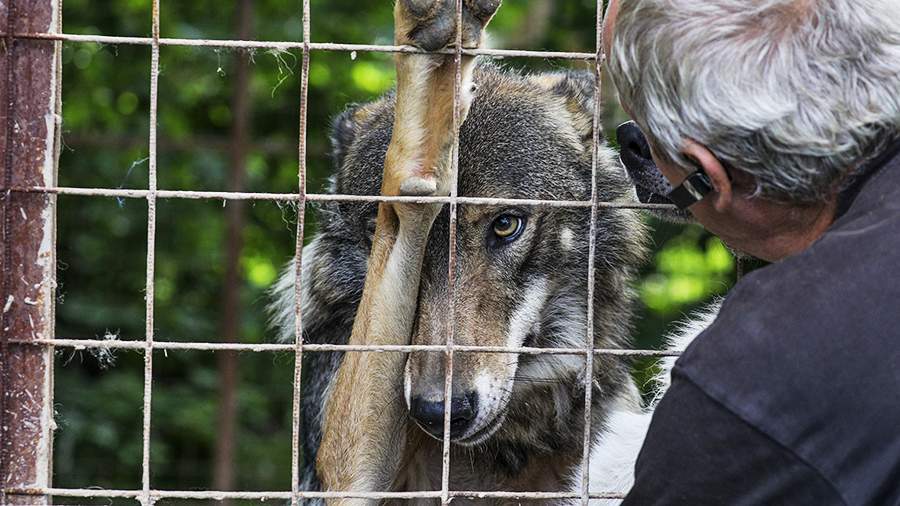 Звериное житье: истории обитателей центра, созданного для помощи диким животным