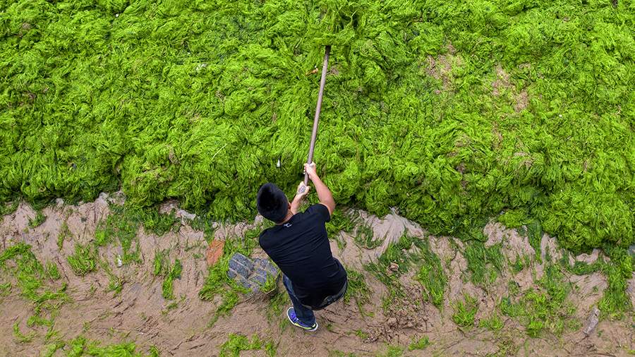 Великое позеленение: китайский пляж атакуют водоросли
