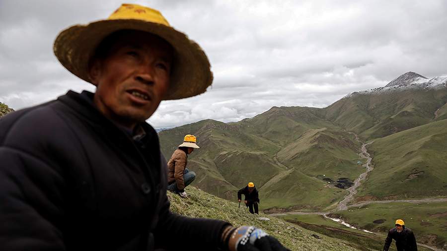 Грибной канал: зачем китайцы собирают гриб-паразит