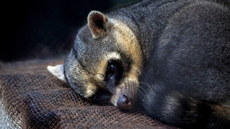 Полуживой товар: куда попадают жертвы контрабандистов