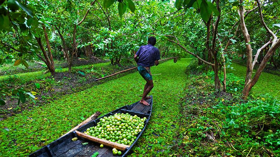 Урожайный код: как попасть на плавучий рынок Джалокати