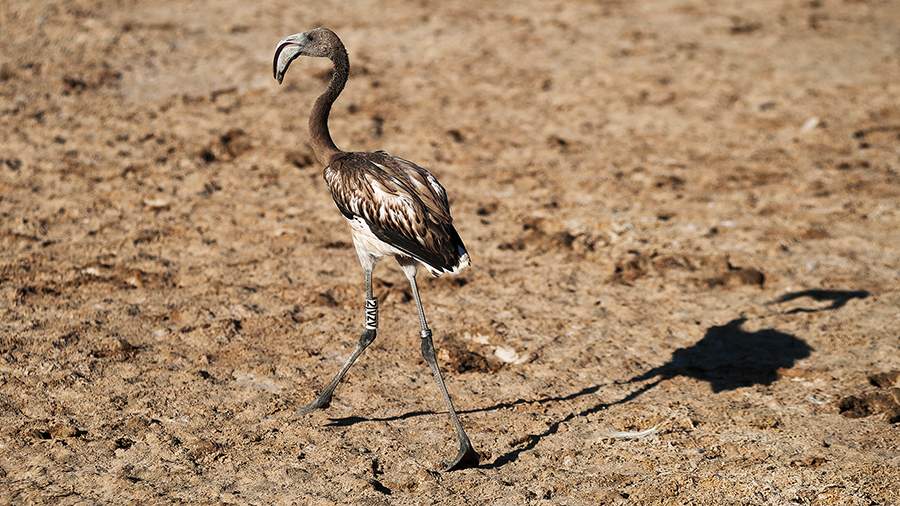 Властелины колец: как в Испании ловят фламинго