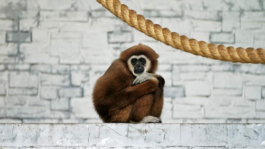 Сами с усами: как живут обитатели Калининградского зоопарка