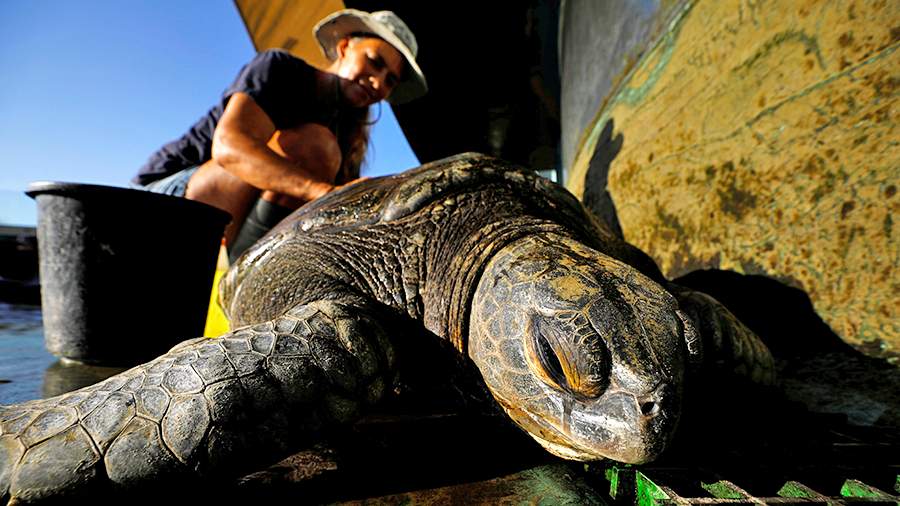 Под панцирем без различия: как в Израиле выращивают суповых черепах
