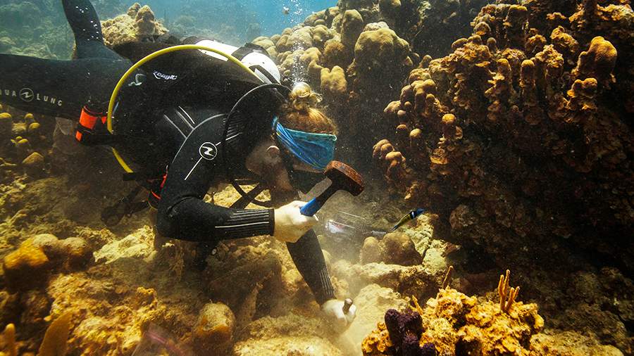 Белая смерть: как спасти коралловые рифы