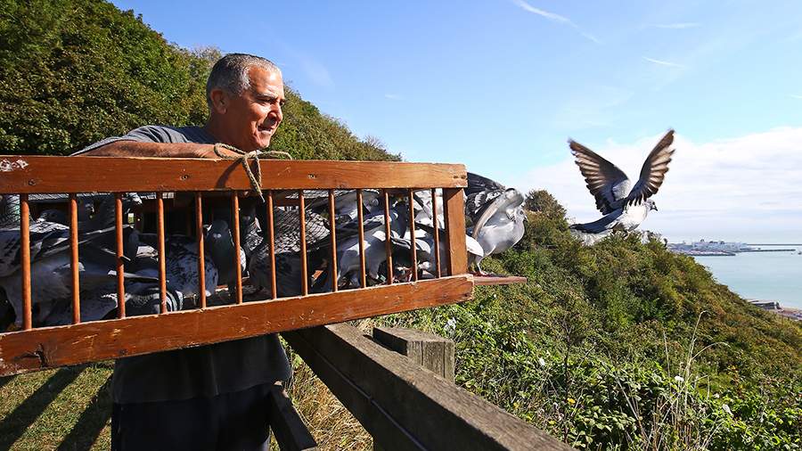 Сила притяжения: зачем голуби пролетают тысячи километров