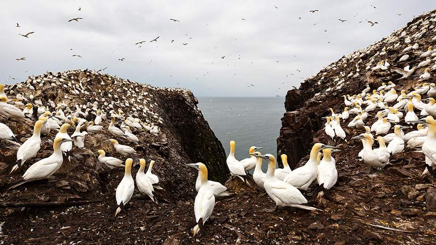 Птичий рынок: самая большая колония олуш у берегов Шотландии
