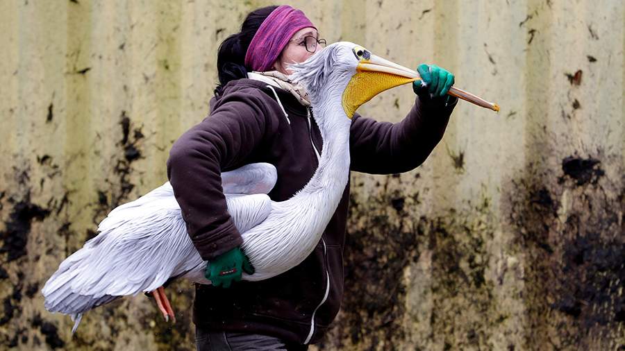 Зима отменяется: чешские пеликаны устроили бунт