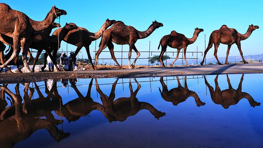Бесшумная ярмарка: где в ноябре купить верблюда