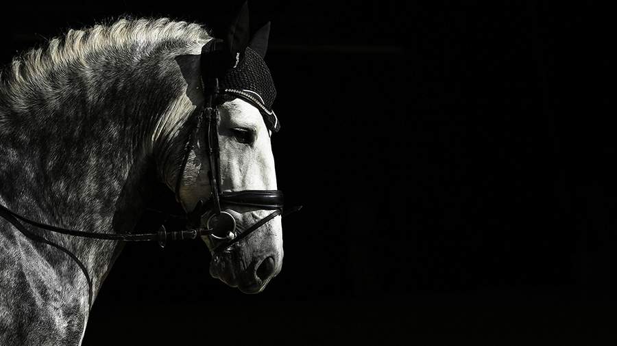 Королевская распродажа: как заполучить самого красивого принца