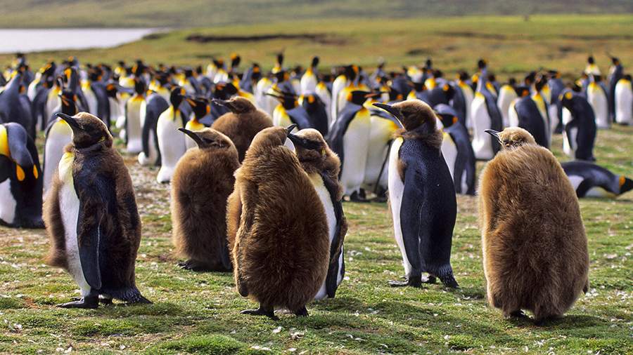Минное население: как война между людьми стала спасением для пингвинов