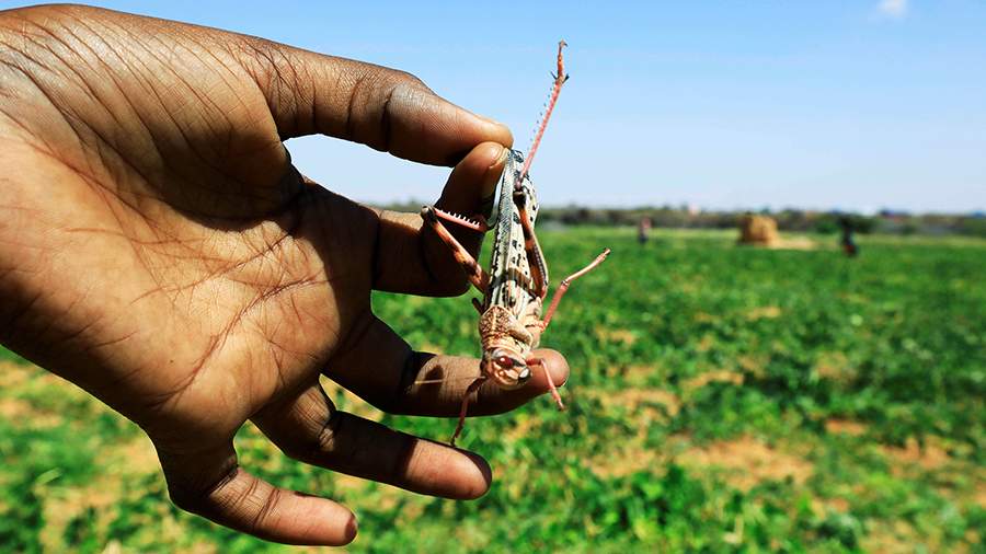 Опустошение: нашествие саранчи в Сомали