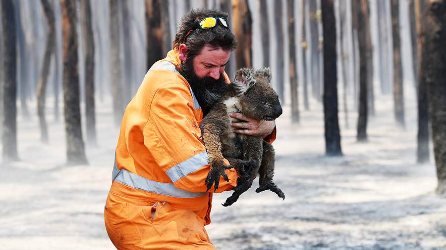 Пылающий остров: как гибнет Кенгуру