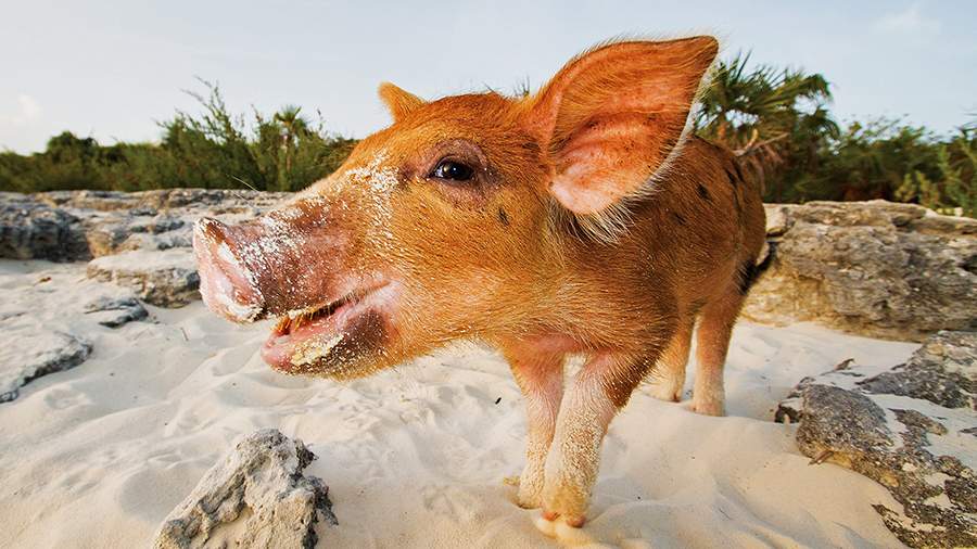 Поросячий рейд: морские свиньи с Багамских островов