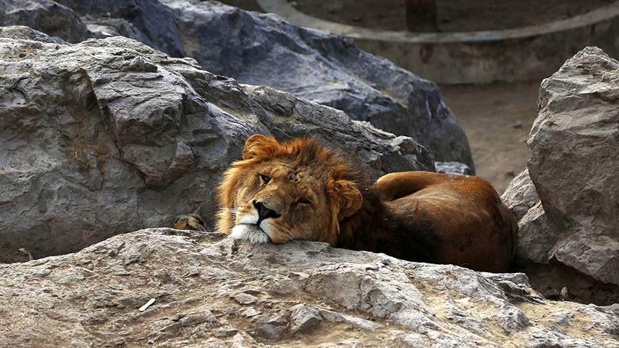 Зверский голод: в зоопарке Йемена умирают львы