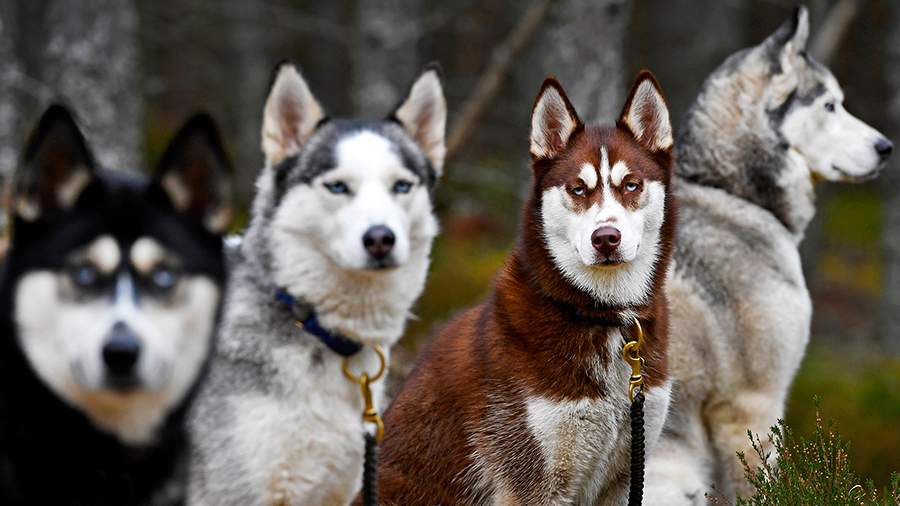 Кобелирующие личности: гонки на хаски в Шотландии