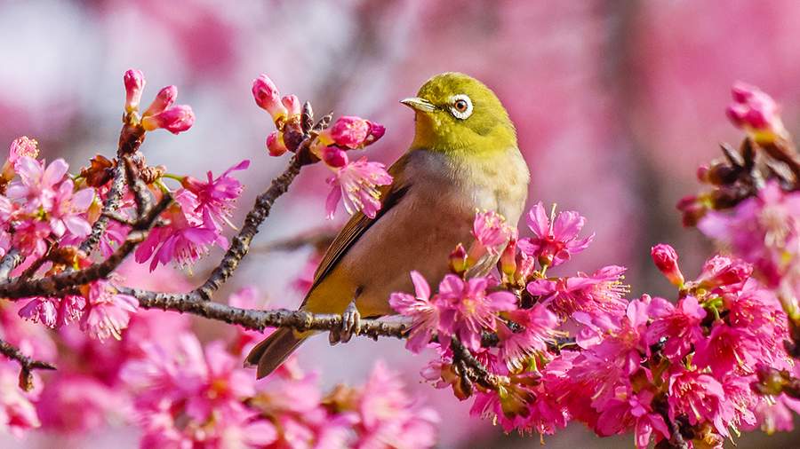 Вишневый джем: как мир готовится к лету