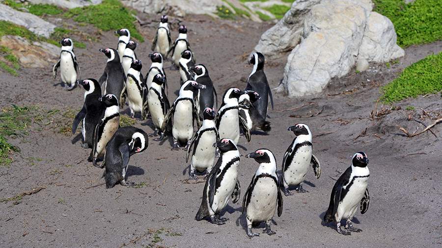 Пляжный клуб: как живется пингвинам в Африке