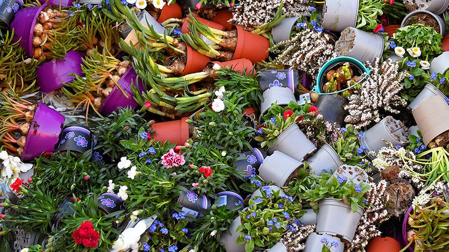 Бедные розы: как мир избавляется от лишних цветов