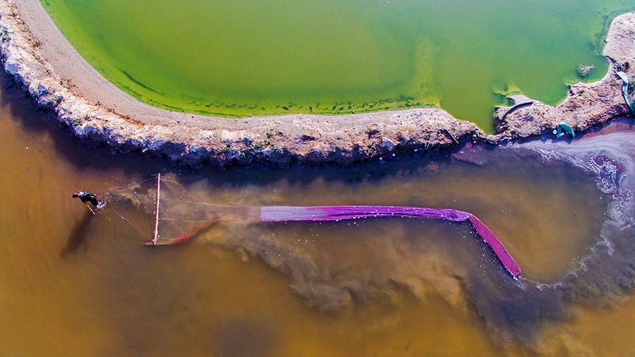 Показательный полет: как увидеть мир глазами птиц