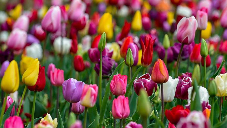 Цветы жизни: как в Ялте проходит парад тюльпанов