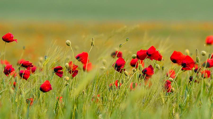 Алое безумие: почему за маками надо ехать в Крым