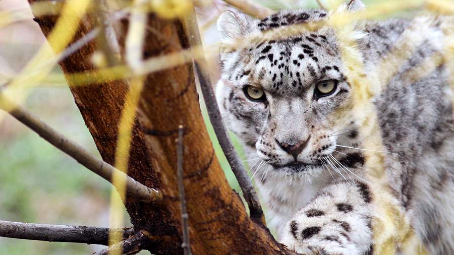 Нежный барс: почему хищник оказался таким беззащитным