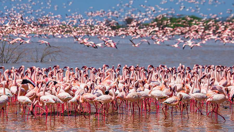 Розовая вода: почему фламинго собираются на Накуру