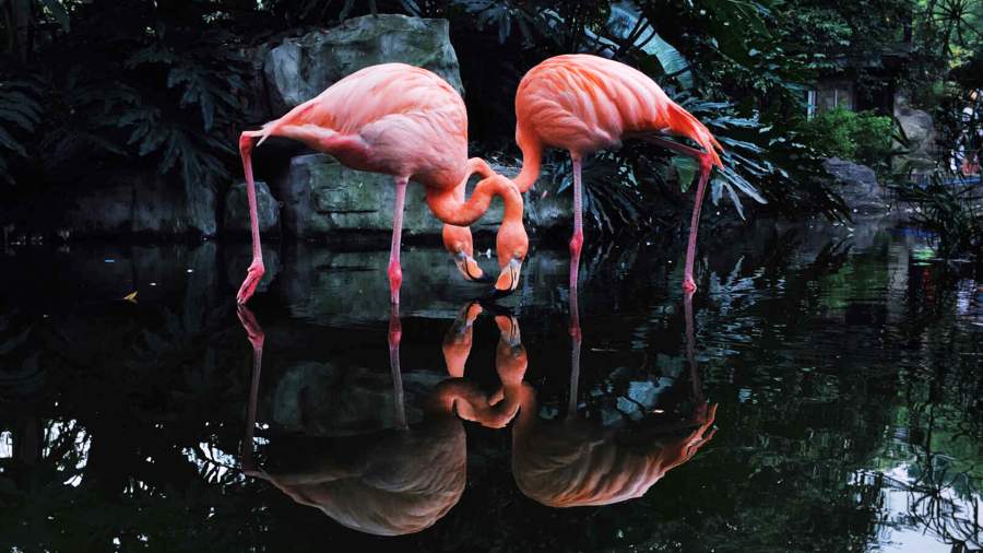 Мешок яблок: фотографы показали возможности популярного смартфона