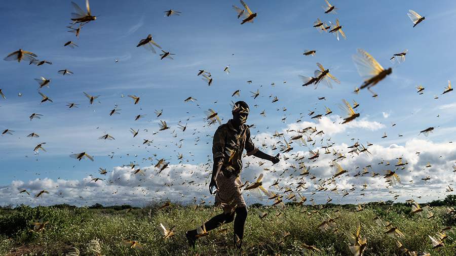 Лютый голод: на Африку напали стаи саранчи