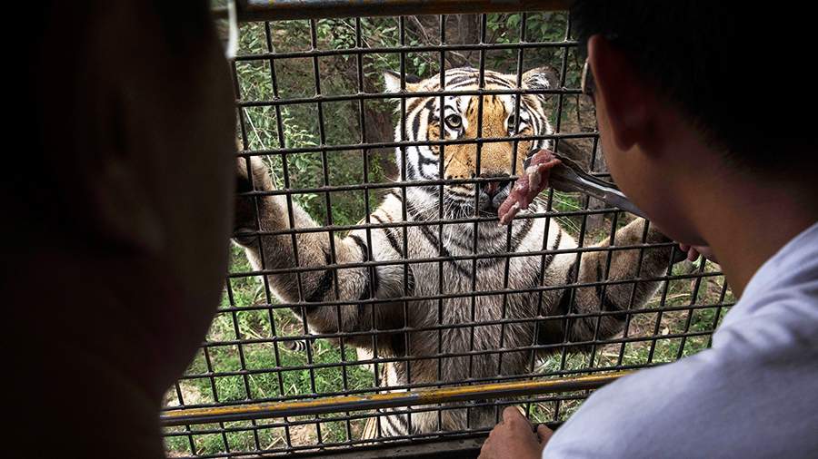 Живое мясо: как разводят амурских тигров в Китае