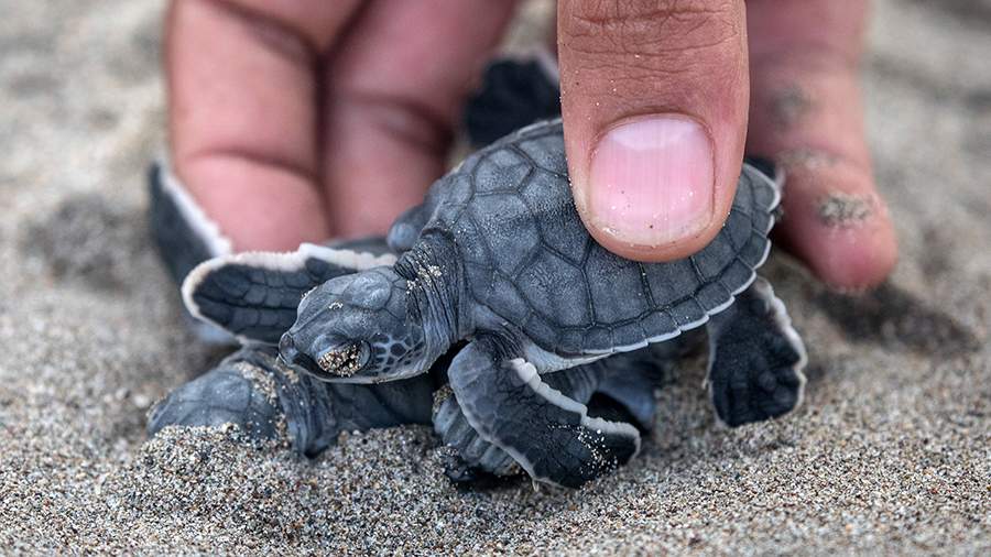 Муки рождения: почему на турецких пляжах введен особый режим