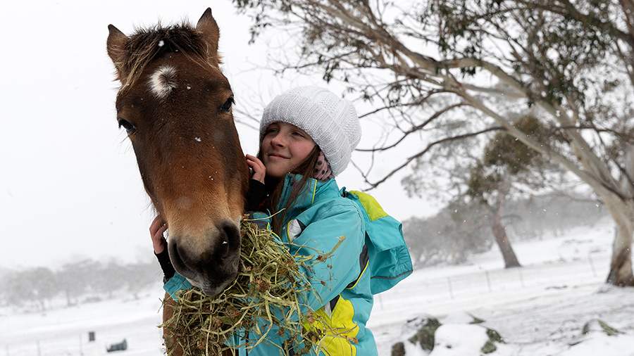 Дикие любимцы: почему австралийцы уничтожают лошадей