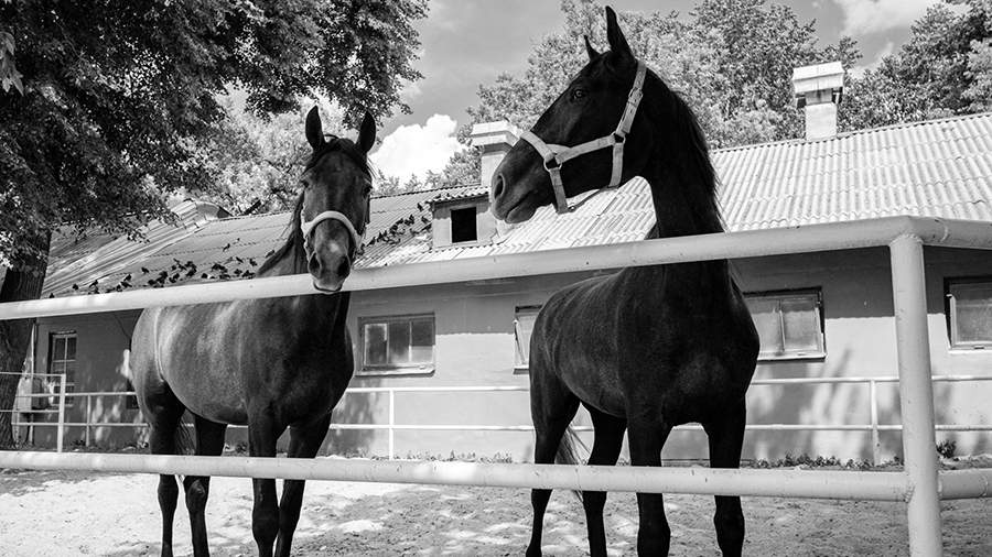 Конная тяга: самое странное лето на Московском ипподроме