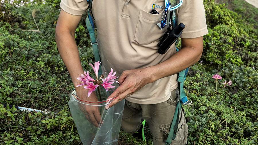 Зеленая охота: тайваньские биологи спасают уникальную флору острова