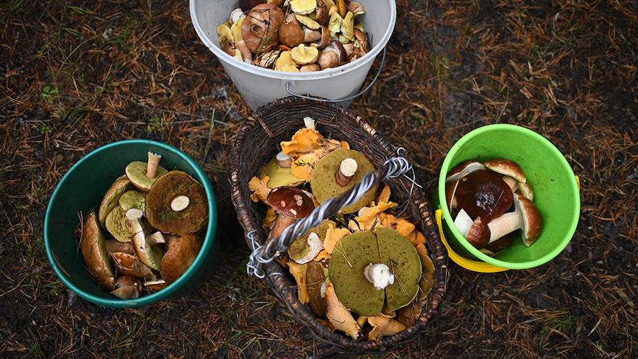 Активный чат: как заработать на грибах