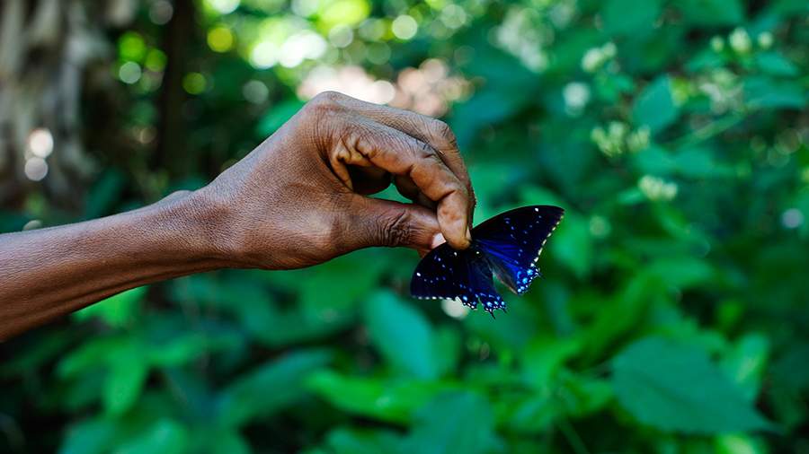 Аффект бабочки: как африканцы создают шедевры из крыльев