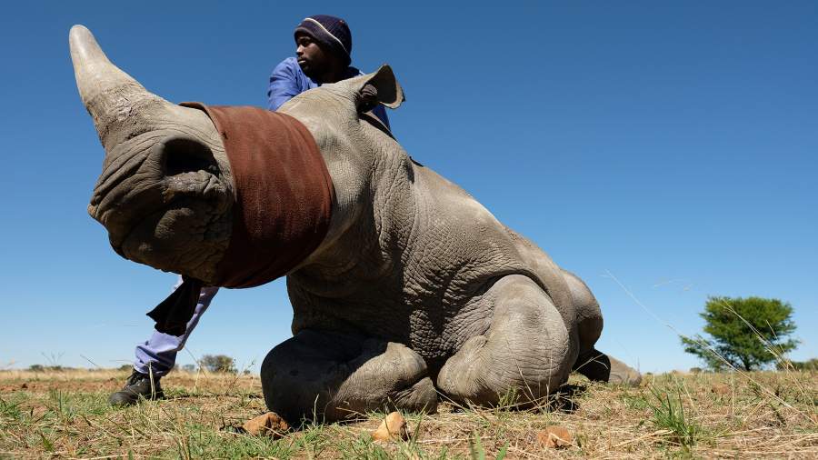 Дороже денег: как не прогореть на носорогах