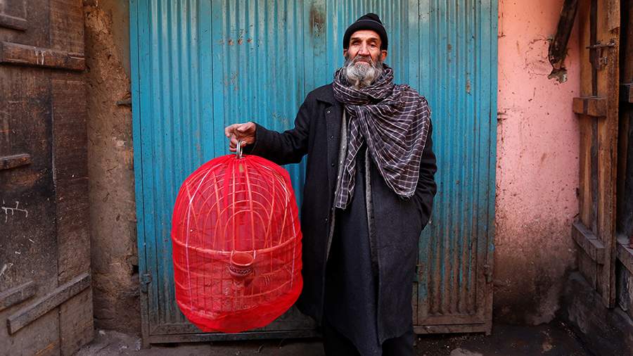 Птичьи права: зачем афганцы заставляют куропаток драться