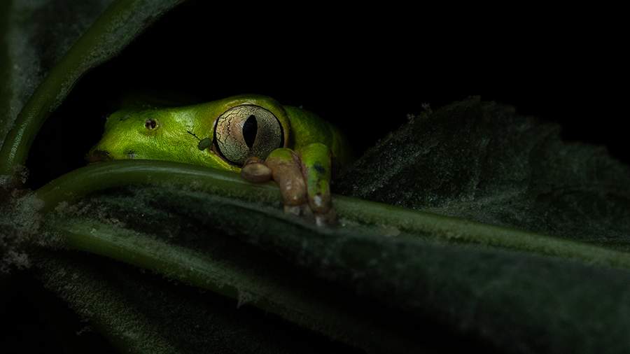 В своей стихии: в Москве открылся крупнейший фестиваль дикой природы